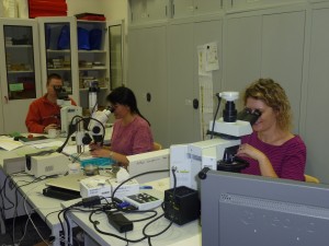  IODP samples are analyzed in the micropaleontology lab.  Left to right – Ulrich Kotthoff (Hamburg University, Germany), Miriam Katz (Rensselaer Polytechnic Institute, USA), and Denise Kulhanek (GNS Science, New Zealand) (photo credit – MARUM/ IODP). 