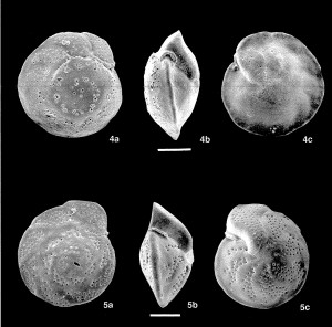  Fossil foraminifera extracted from deep-sea sediment samples.  Scale bars indicate 100 microns. 